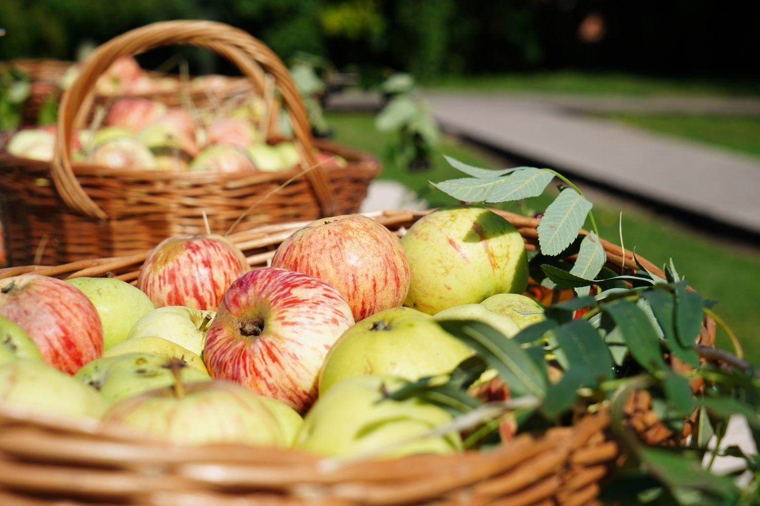 Яблочный Спас в Суздале