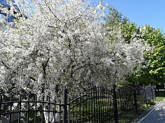 Виртуальная фотовыставка «Владимирская вишня»